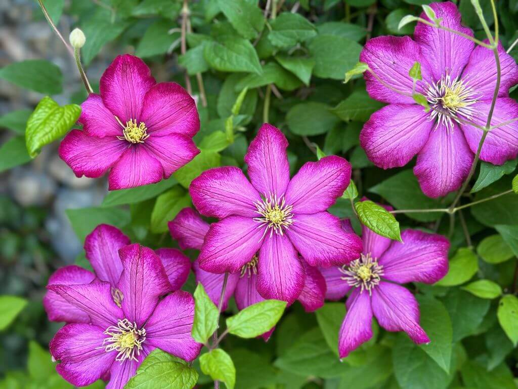 Blüten lila