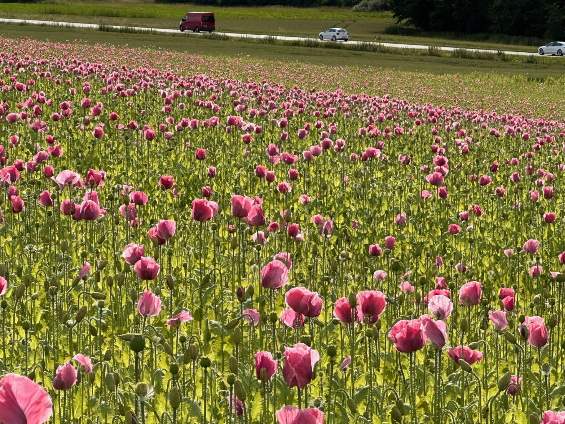 Blumenwiese